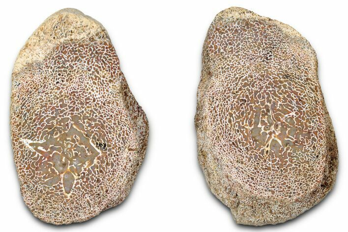 Cut Agatized Dinosaur Vertebra (Gembone) - New Mexico #348846